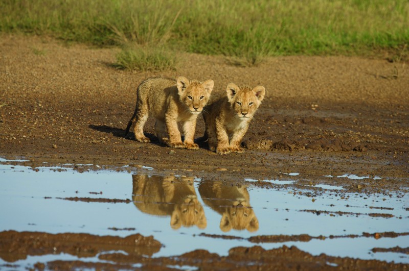 una-immagine-dei-cuccioli-di-leone-dal-documentario-african-cats-il-regno-del-coraggio-209709