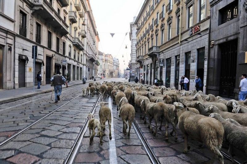 l-ultimo-pastore-il-gregge-di-pecore-di-renato-zucchelli-per-le-strade-di-milano-258365