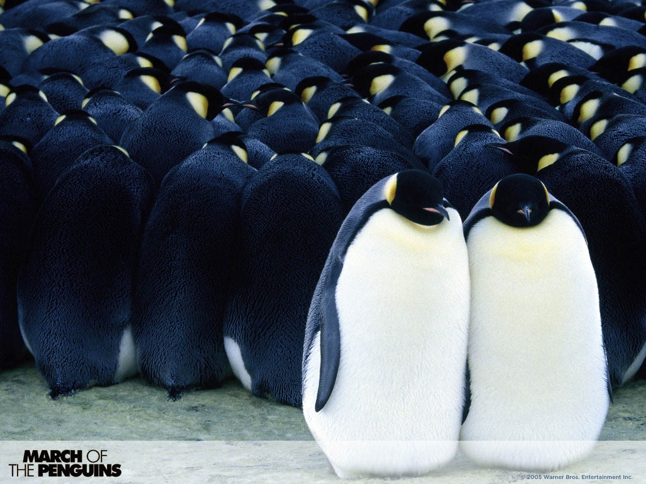 La Marcia Dei Pinguini